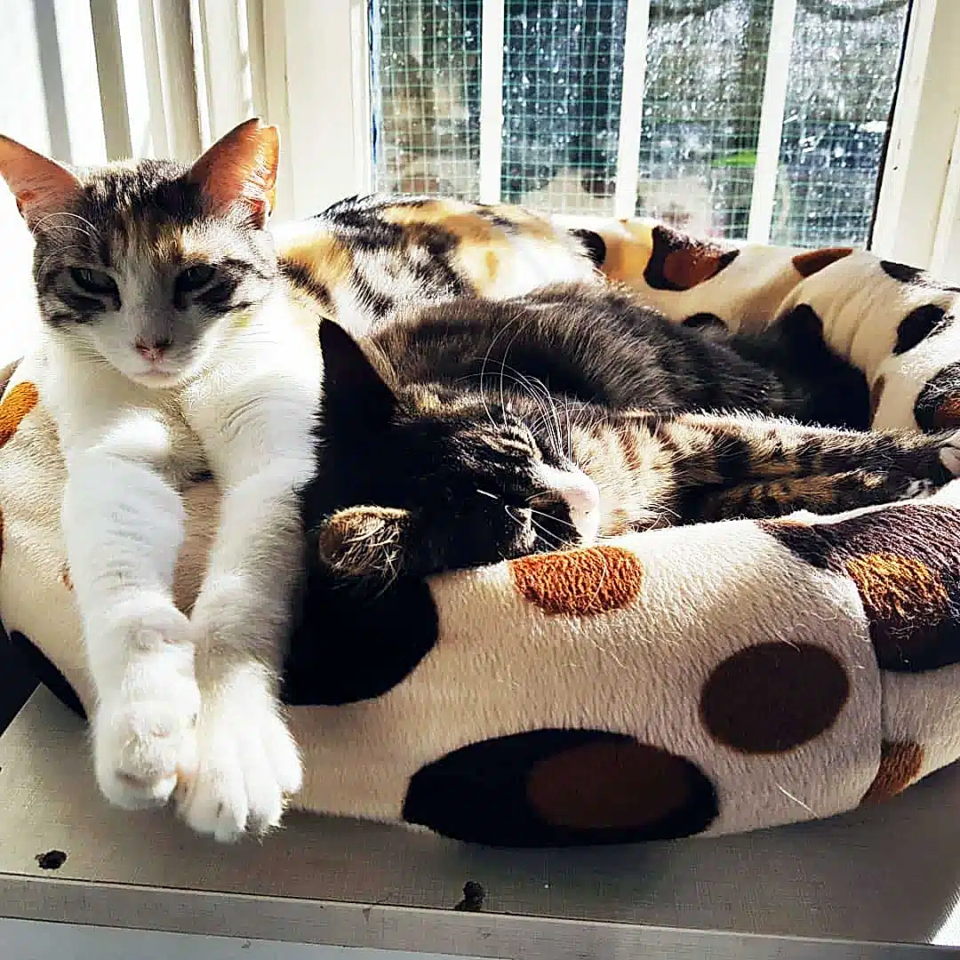 Kedi Oteli Kedi Oteli