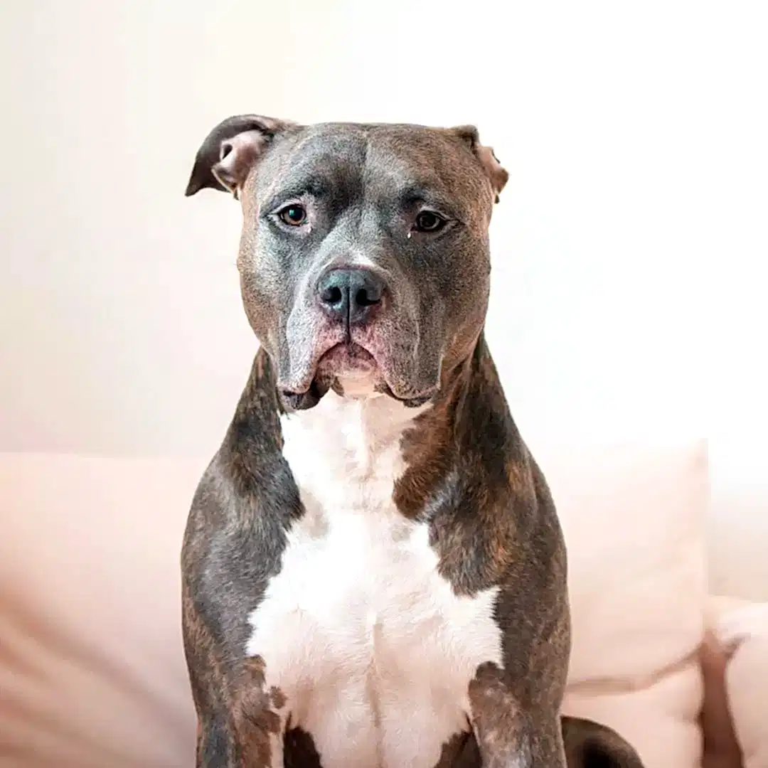 Köpek Pansiyonu Köpek Pansiyonu
